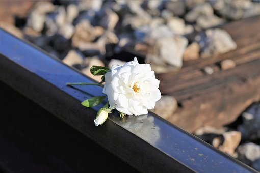 a white, rounded flower with many petals and a stem, placed on a railroad track