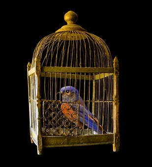 a golden birdcage with a red and purple bird in it